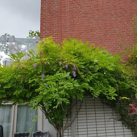 Johan's - Since 2014 Roofterrace And Cheap Parking Homestay szállás